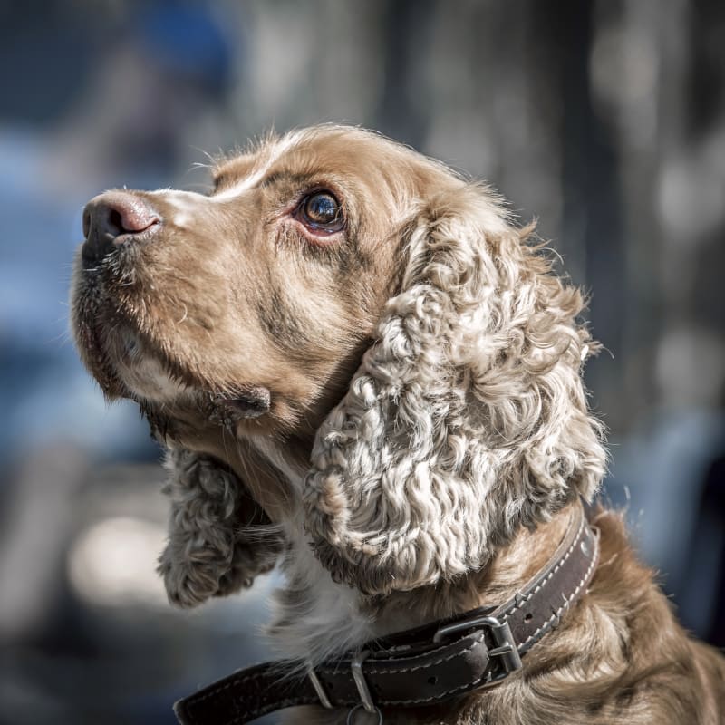 Community Outreach, Franklin Vet