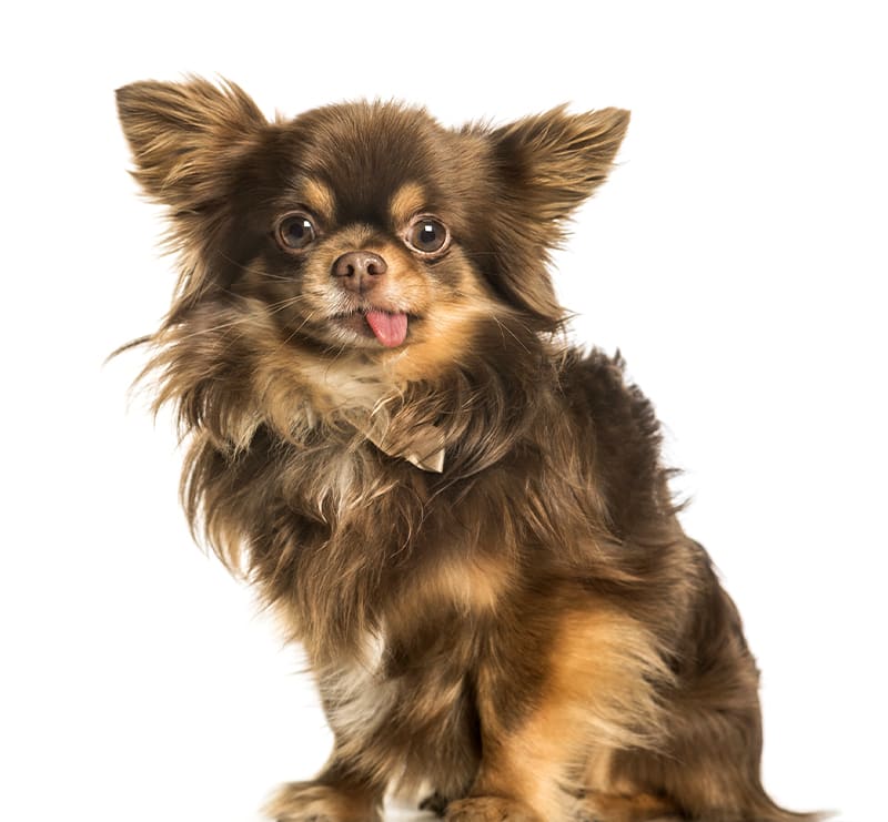 Small Dogs, Advanced Veterinary Care