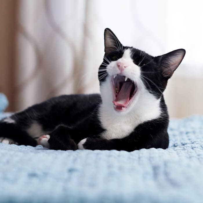 Cat Dental Care in Franklin