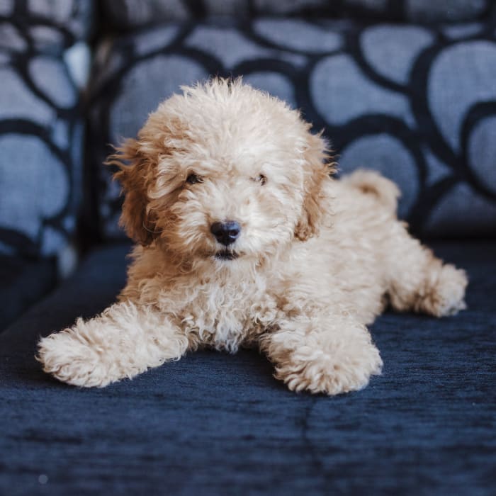 Dog Wellness Exams at Advanced Veterinary Care
