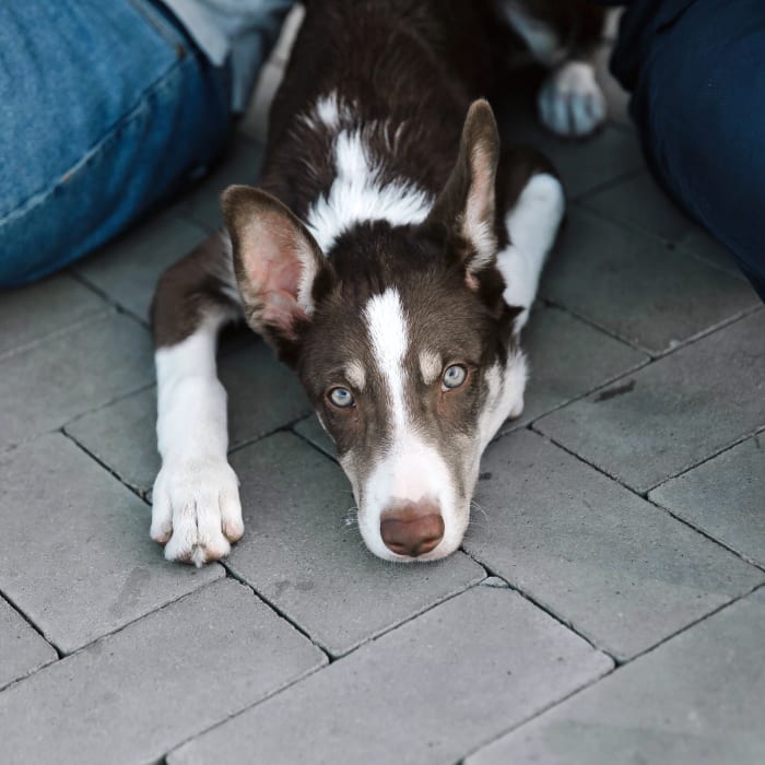 Dog Surgery at Advanced Veterinary Care