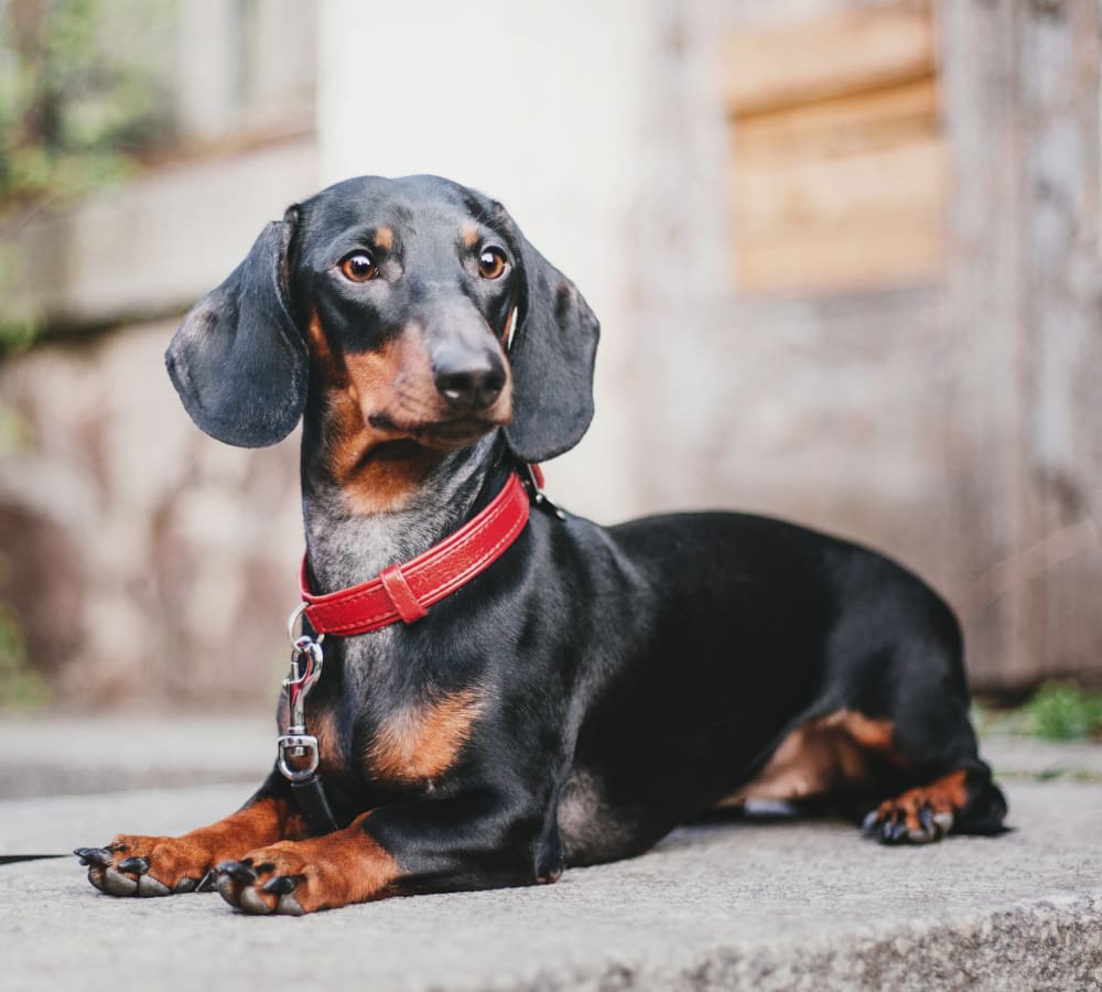 Advanced Veterinary Care | Franklin Speciality & Emergency Vet