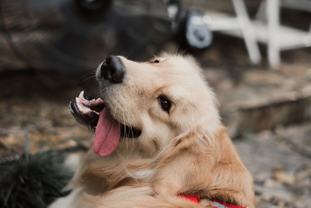 Dog Internal Medicine in Franklin