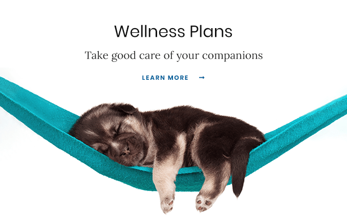 Wellness Plans Learn How Pet Wellness Plans Save Money